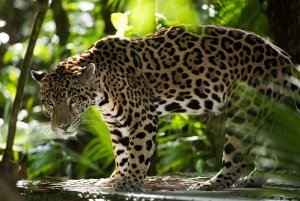 Santuario de Vida Silvestre Cockscomb Basin / Reserva de Jaguares