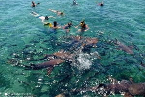 San Pedro: Snorkeling Trip with 4 Stops, Sharks, and Lunch