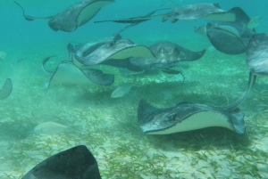 From Caye Caulker: Marine Reserve 3.0-Hour Snorkeling Tour