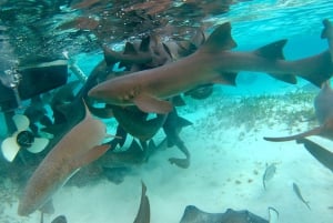 From Caye Caulker: Marine Reserve Snorkeling Tour