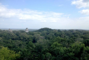 From San Ignacio: Tikal Maya Site Day-Trip with Local Lunch