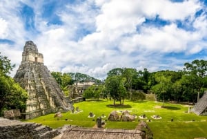 Desde San Ignacio: Excursión de un día a los yacimientos mayas de Tikal con almuerzo local
