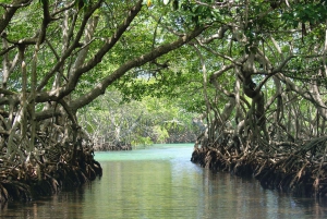 Historia Garífuna con Visita al Túnel del Mono/Perezoso y el Manglar