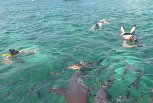 San Pedro: Hol Chan and Shark Ray Alley Snorkeling Tour