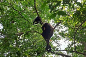 Howler Monkey Sanctuary Tour from Belize City