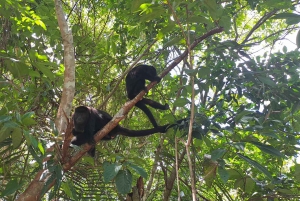 Howler Monkey Sanctuary Tour from Belize City