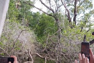 Lamania : Lamanai Mayan Ruins and River Boat Tour