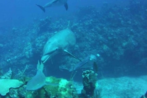 Local scuba dive for 4 people 5 days 2 dives per day.