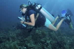 Marine Conservation SCUBA Trip in Belize