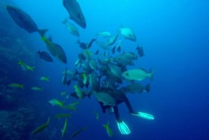 Marine Conservation SCUBA Trip in Belize