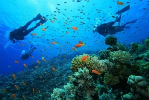 Marine Conservation SCUBA Trip in Belize