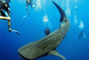 Marine Conservation SCUBA Trip in Belize