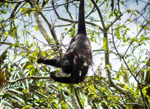 Experience Belize main attraction and activities