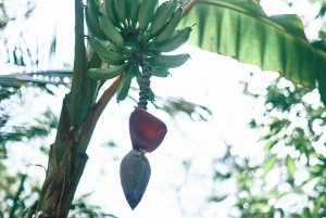 Kayak en el río Mopán - San Ignacio