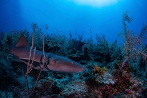 Placencia: Buceo para Principiantes con Exploración de Arrecifes