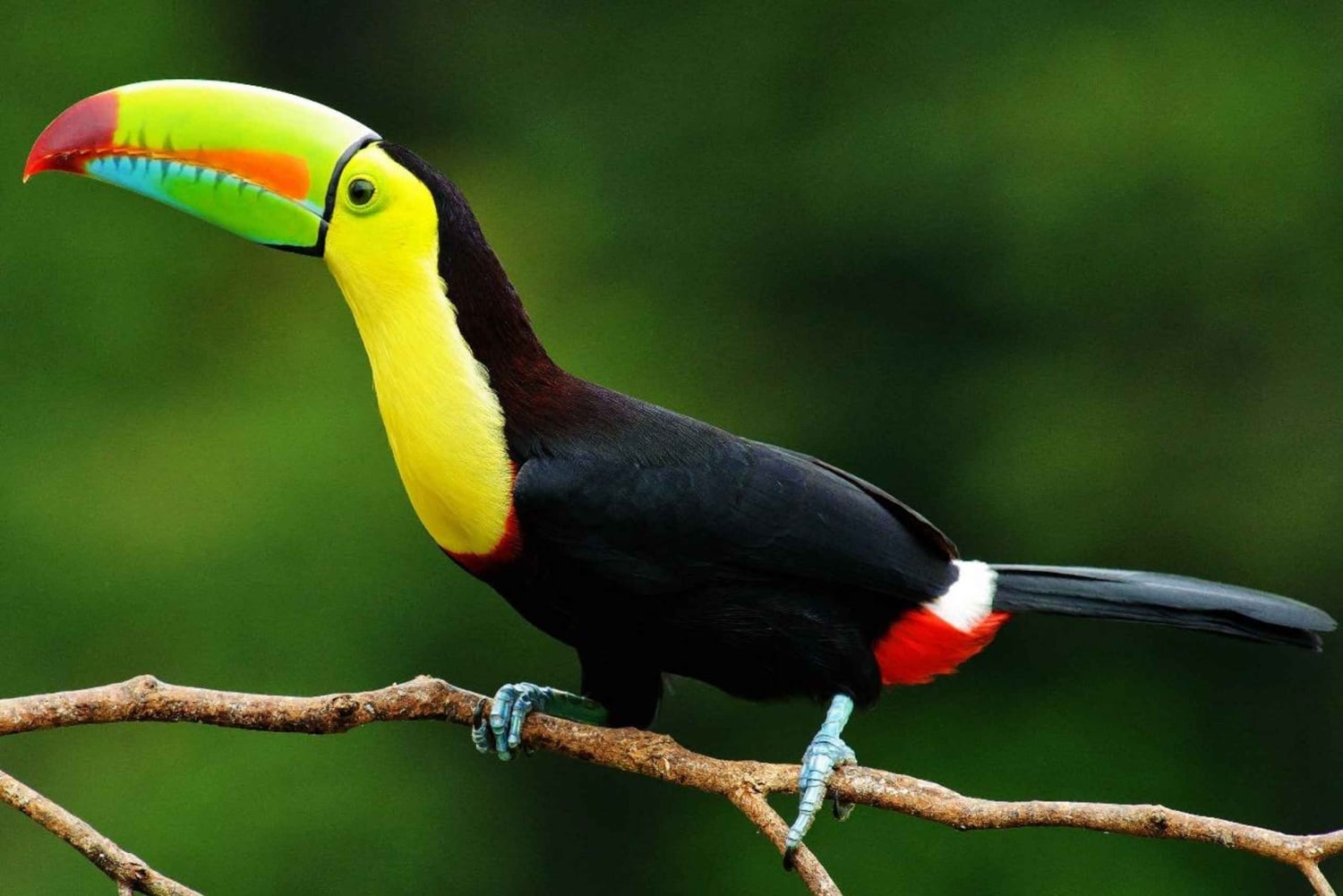 Placencia: Jaguar Reserve River Tubing & Waterfall Adventure