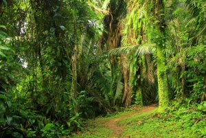 Placencia: Jaguar Reserve River Tubing & Waterfall Adventure