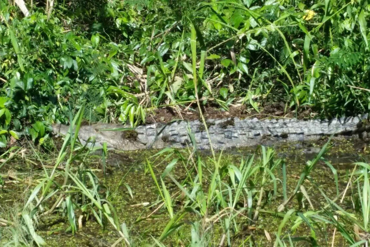 Placencia: Monkey River Boat Ride Tour, Jungle Hike & Lunch