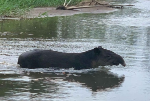 Placencia: paseo en barco por el río Monkey, ruta de senderismo por la selva y almuerzo