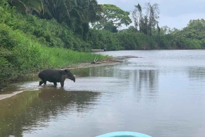 Placencia: paseo en barco por el río Monkey, ruta de senderismo por la selva y almuerzo