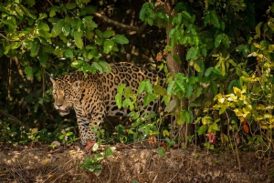 Placencia: paseo en barco por el río Monkey, ruta de senderismo por la selva y almuerzo