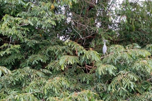 Placencia: paseo en barco por el río Monkey, ruta de senderismo por la selva y almuerzo