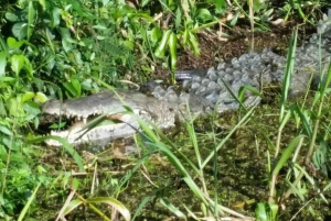 Placencia: paseo en barco por el río Monkey, ruta de senderismo por la selva y almuerzo