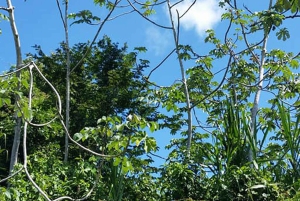 Placencia: paseo en barco por el río Monkey, ruta de senderismo por la selva y almuerzo