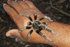 Placencia: paseo en barco por el río Monkey, ruta de senderismo por la selva y almuerzo