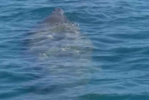 Placencia: paseo en barco por el río Monkey, ruta de senderismo por la selva y almuerzo