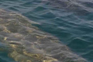 Placencia: paseo en barco por el río Monkey, ruta de senderismo por la selva y almuerzo