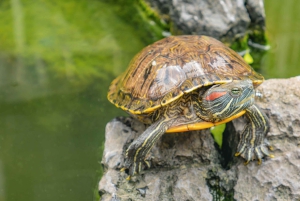 Placencia: paseo en barco por el río Monkey, ruta de senderismo por la selva y almuerzo