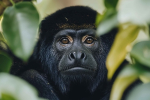 Placencia: paseo en barco por el río Monkey, ruta de senderismo por la selva y almuerzo