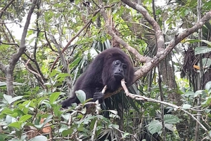 San Pedro: tour por Altún Ha y el santuario de babuinos con almuerzo