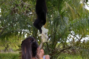 San Pedro: tour por Altún Ha y el santuario de babuinos con almuerzo
