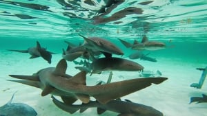 Callejón de los Tiburones-Rayos 