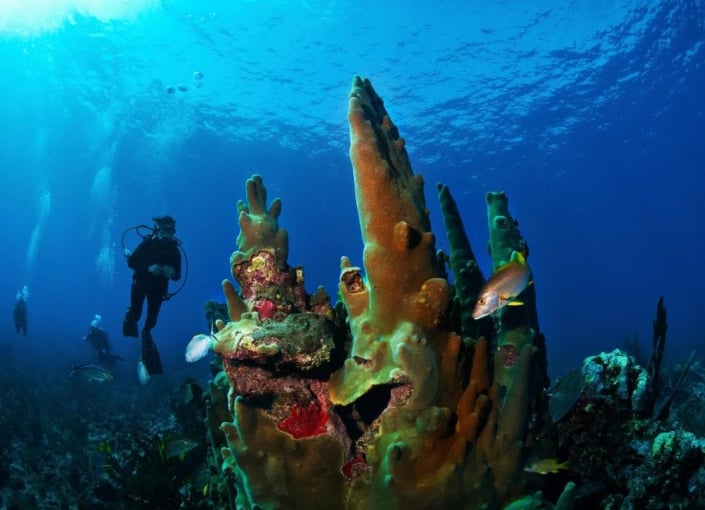Silk Cayes Marine Reserve