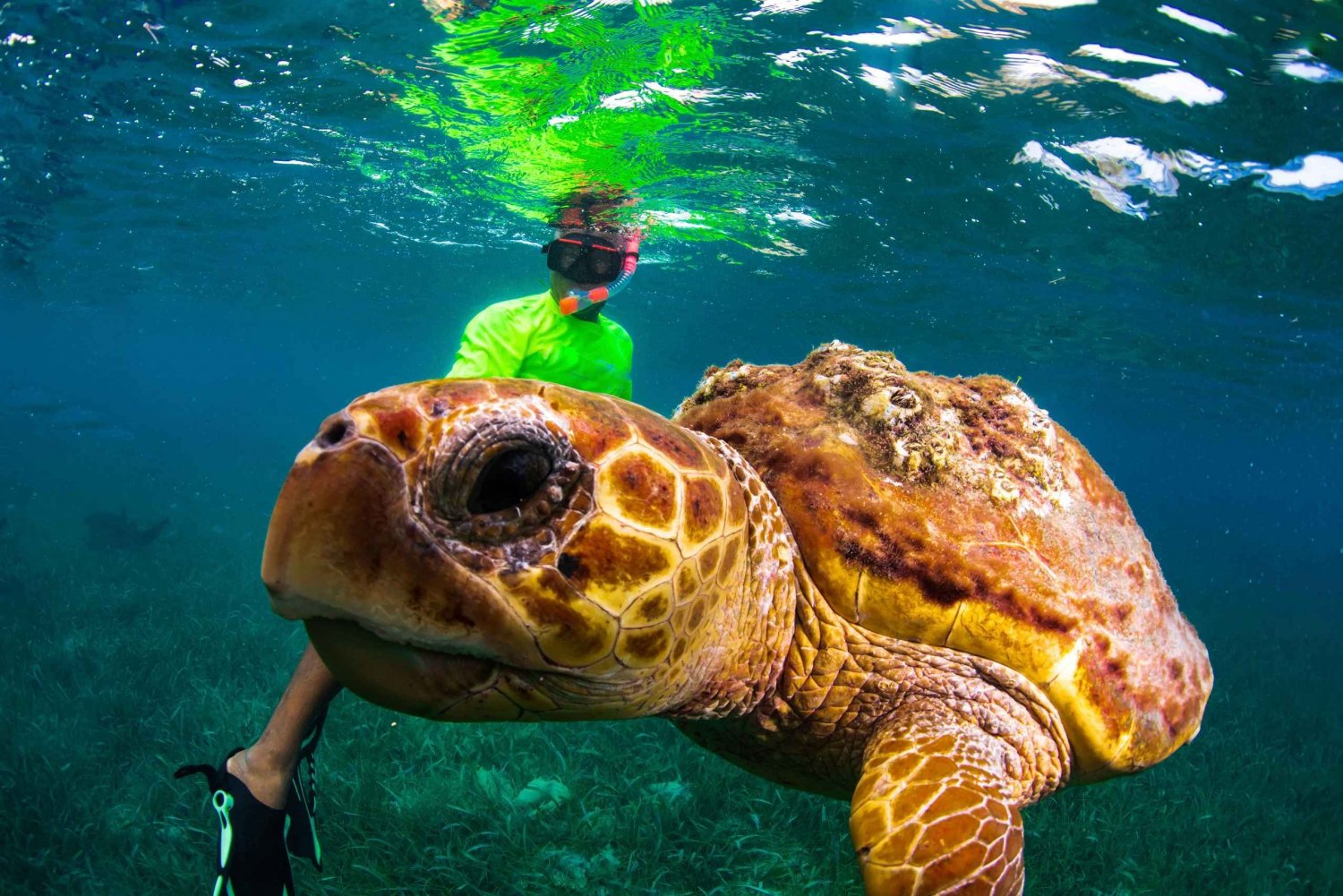 Snorkel with rays, sharks and turtles at a tropical isle