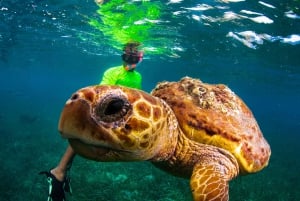 Snorkel with rays, sharks and turtles at a tropical isle