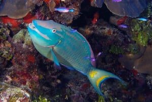 Snorkel with rays, sharks and turtles at a tropical isle