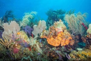 Snorkel with rays, sharks and turtles at a tropical isle