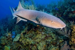 Snorkel with rays, sharks and turtles at a tropical isle