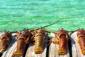 Belize Lobster Festivals