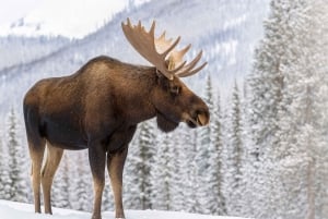 3 päivää Bergen–Hardanger–Flåm–Næroyfjord–Oslo (tai Preikstolen)