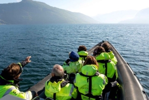 Balestrand: passeio de barco pelo fiorde escondido de Finnabotn
