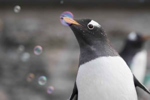 Bergen: Ticket de entrada al Acuario de Bergen
