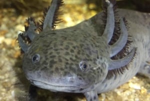 Bergen: Ticket de entrada al Acuario de Bergen