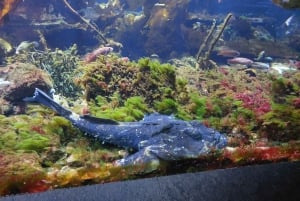 Bergen: Ticket de entrada al Acuario de Bergen