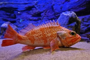 Bergen: Ticket de entrada al Acuario de Bergen