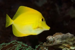 Bergen: Ticket de entrada al Acuario de Bergen